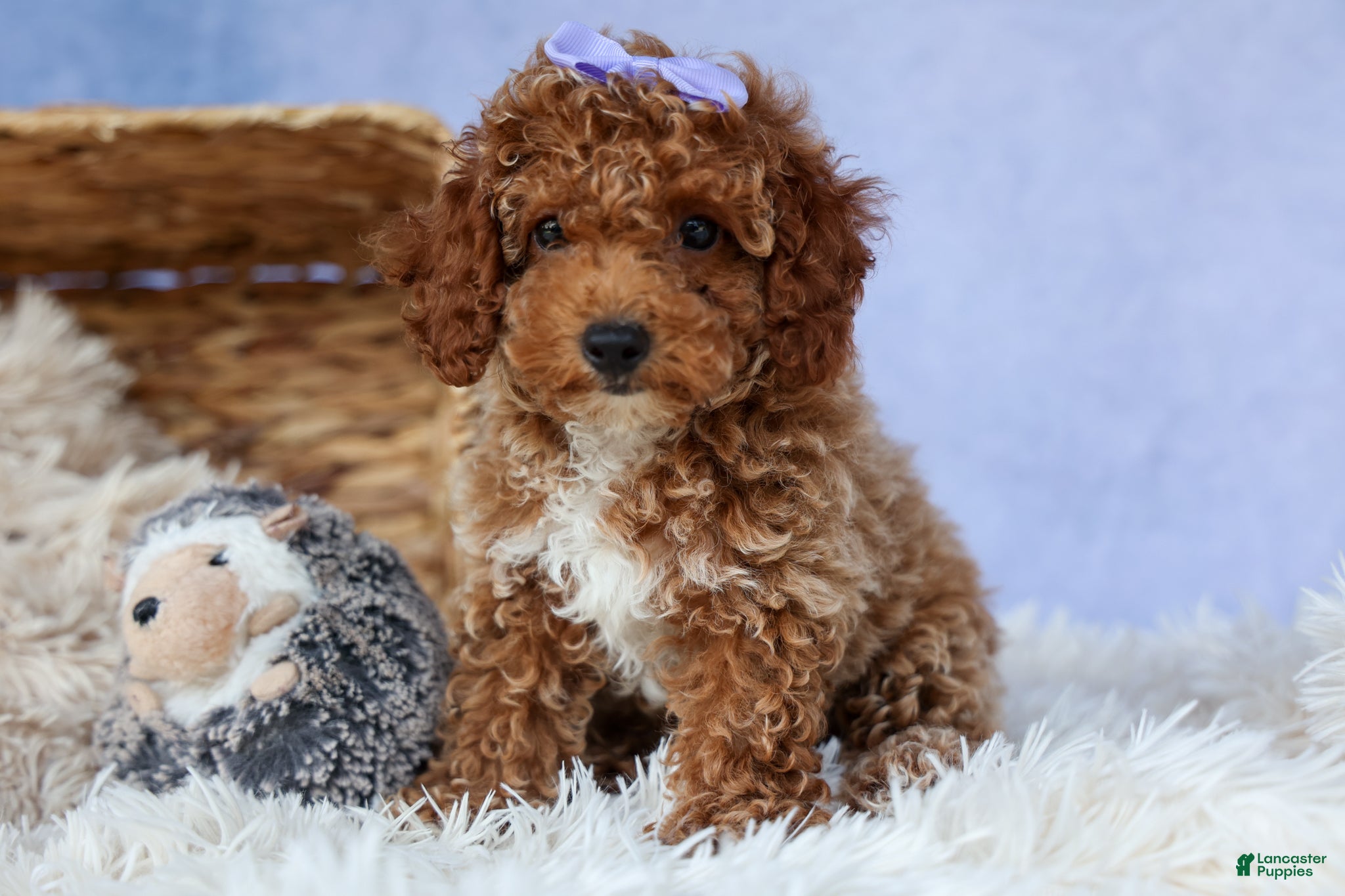 Miniature Poodle dogs WINNIE - Ad 1
