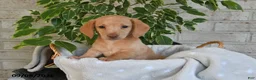 Miniature Dachshund dogs for sale: Oliver - Ad 4