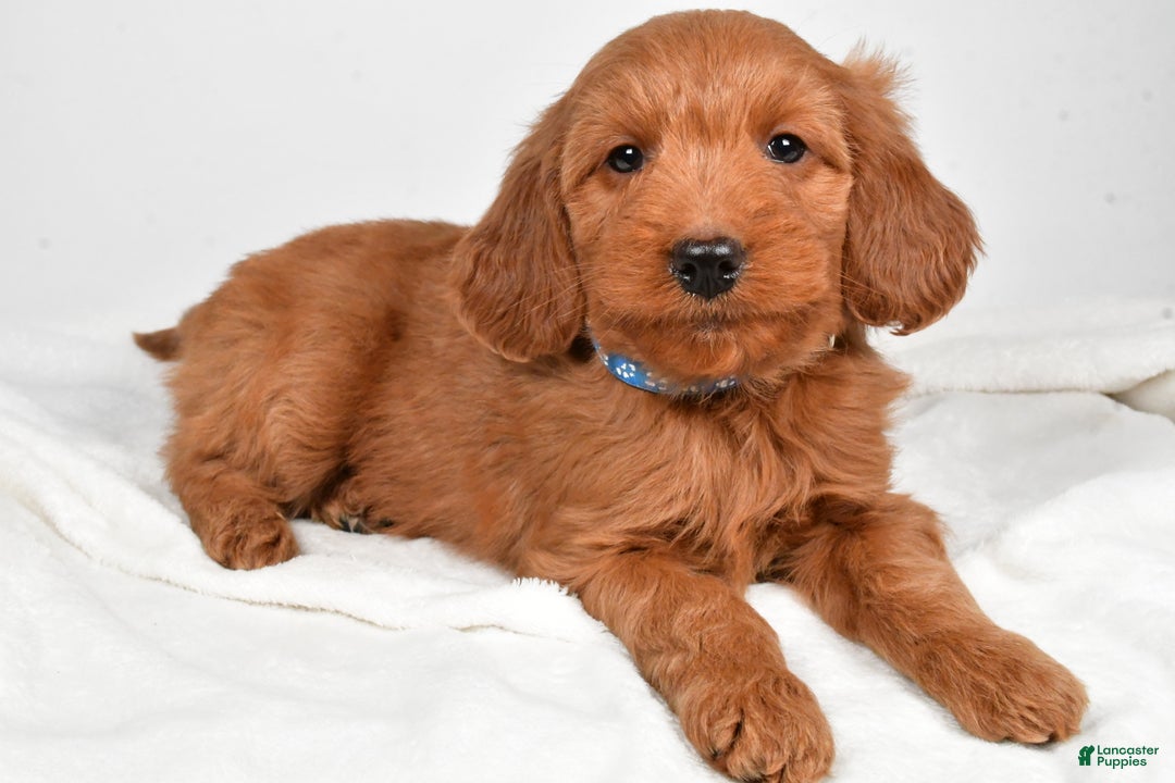 Goldendoodle dogs for sale: Pete-medium size  - Ad 7