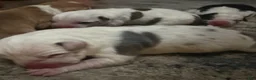 American Bully dogs for sale: American Bully 8 - Ad 3