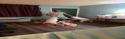 American Bulldog dogs for sale: American Bulldog 6 - Ad 16