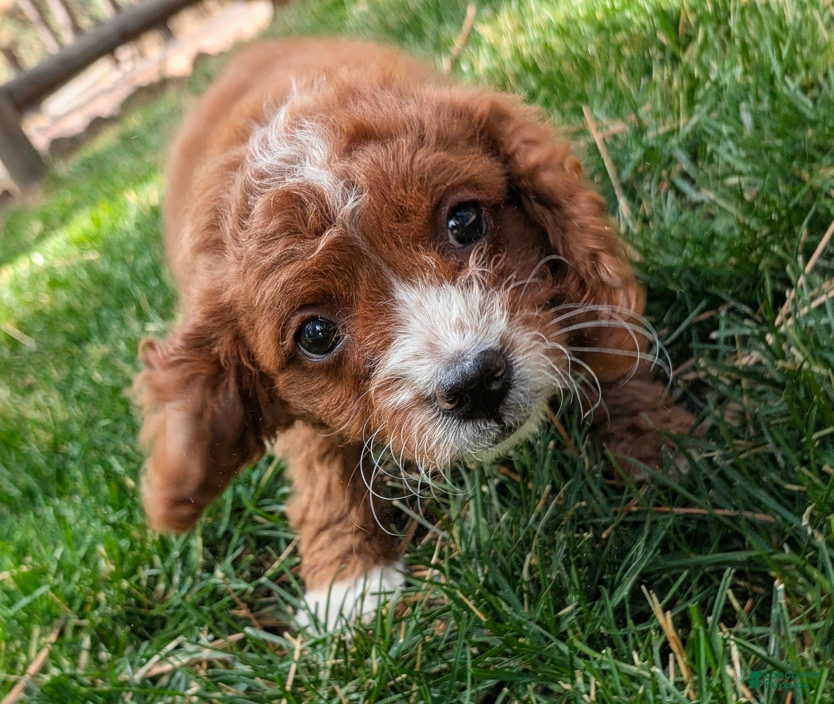 Cavapoo dogs Maple (female Cavapoo) - Ad 1