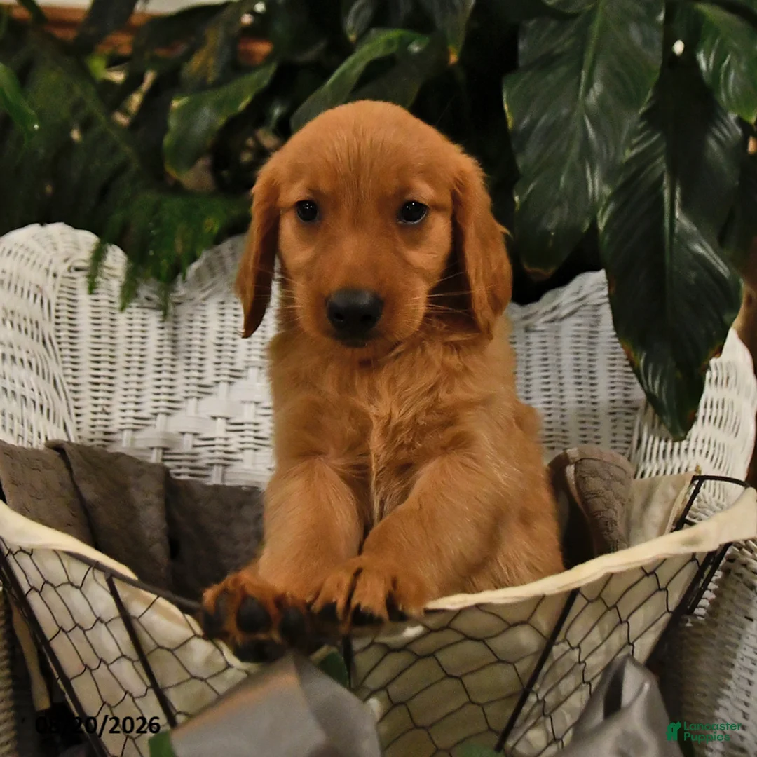Golden Retriever dogs for sale: Briana - Ad 2