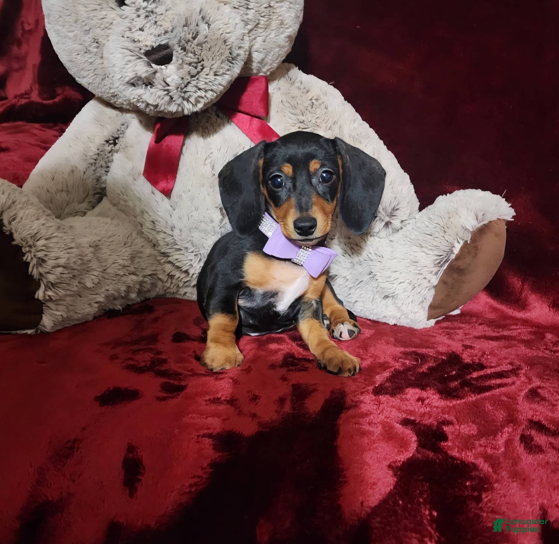 Miniature Dachshund dogs BAYLEE - Ad 9