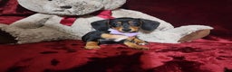 Miniature Dachshund dogs for sale: BAYLEE - Ad 1