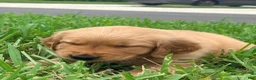 Golden Retriever dogs for sale: Miss purple  - Ad 3