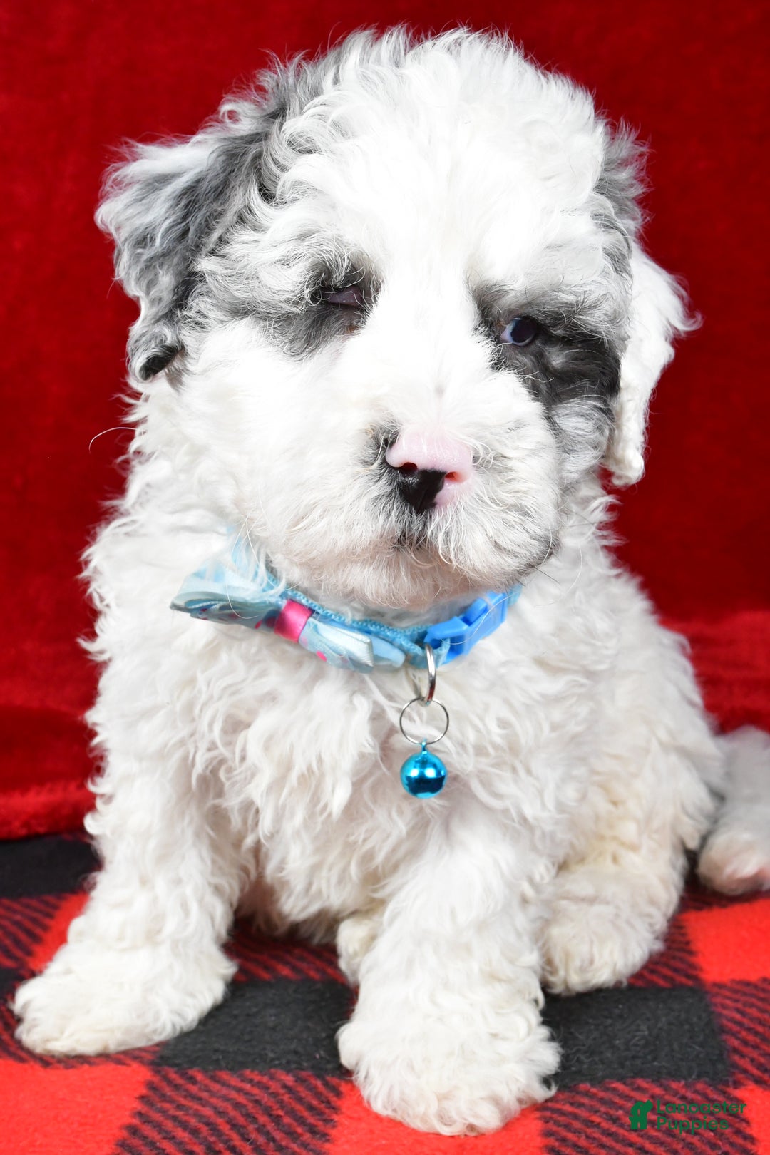 Newfypoo dogs for sale: Hans f one b - Ad 2