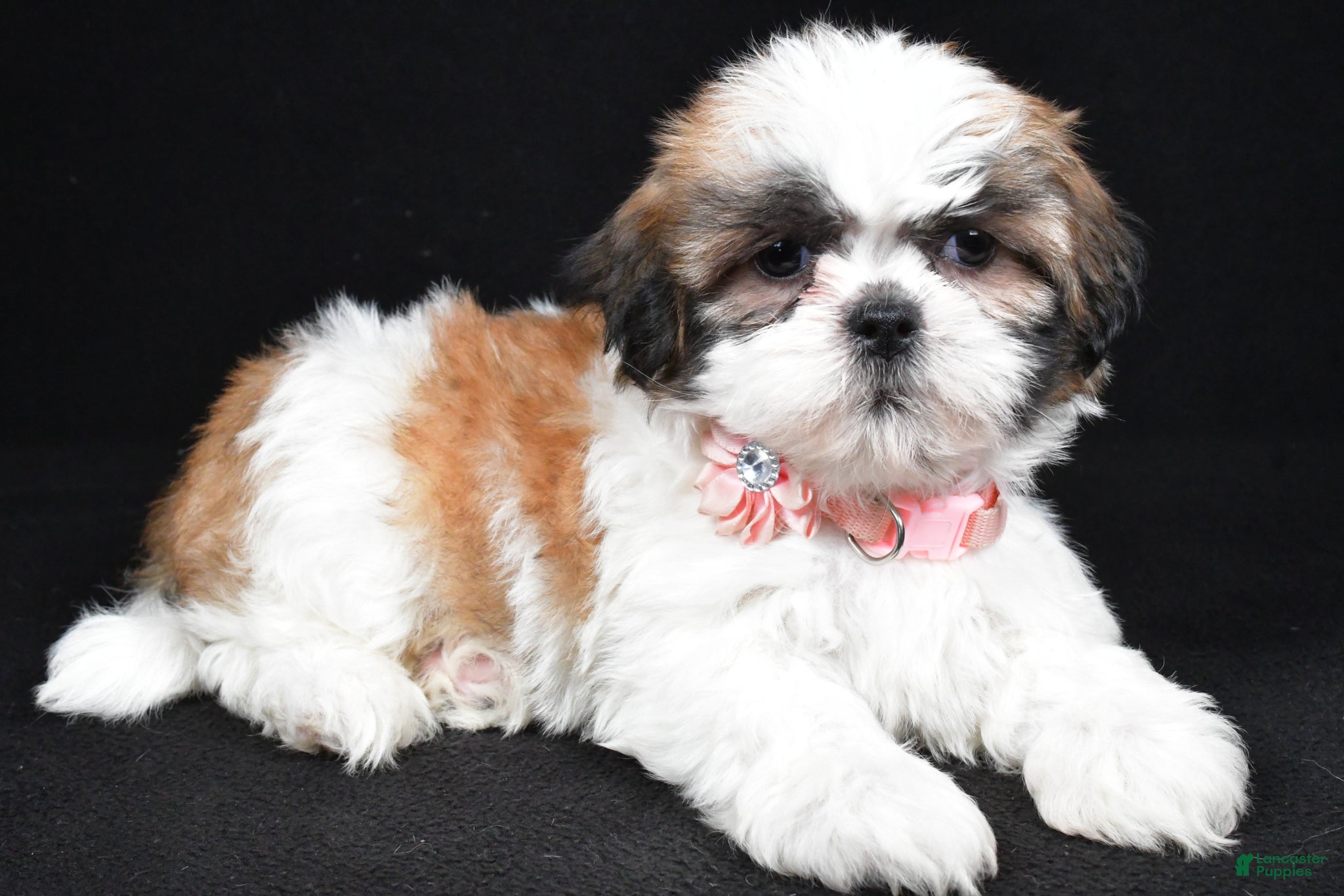 Shih Tzu dogs Izzy - Ad 1
