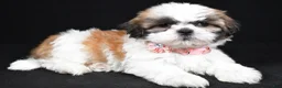 Shih Tzu dogs for sale: Izzy - Ad 1