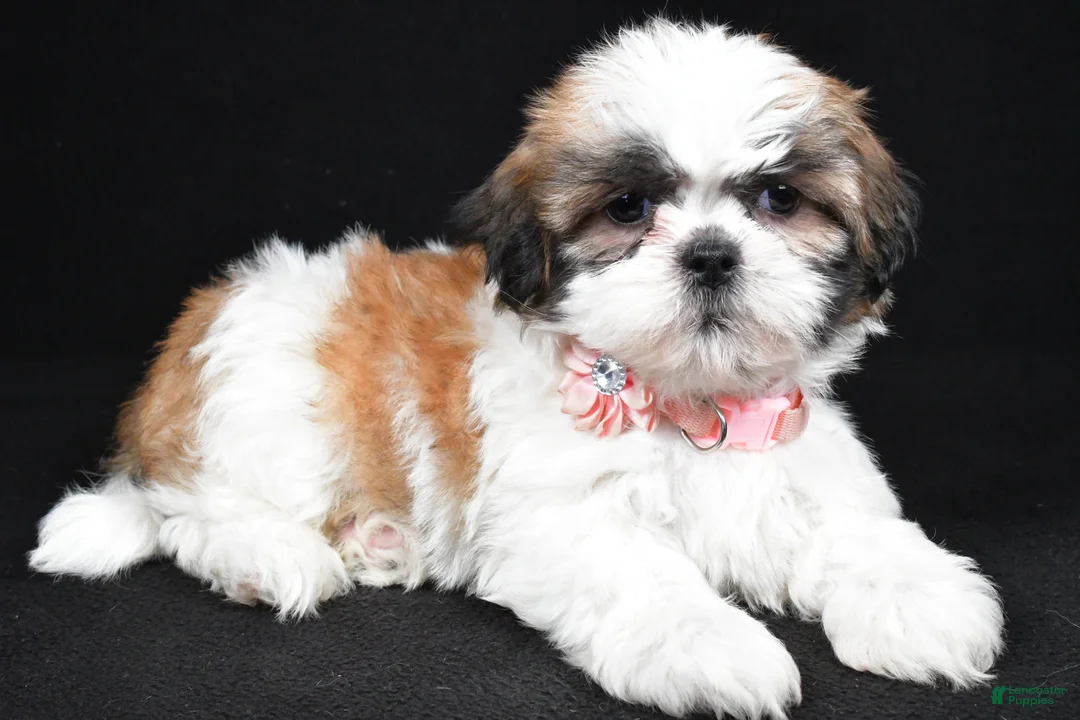 Shih Tzu dogs for sale: Izzy - Ad 1