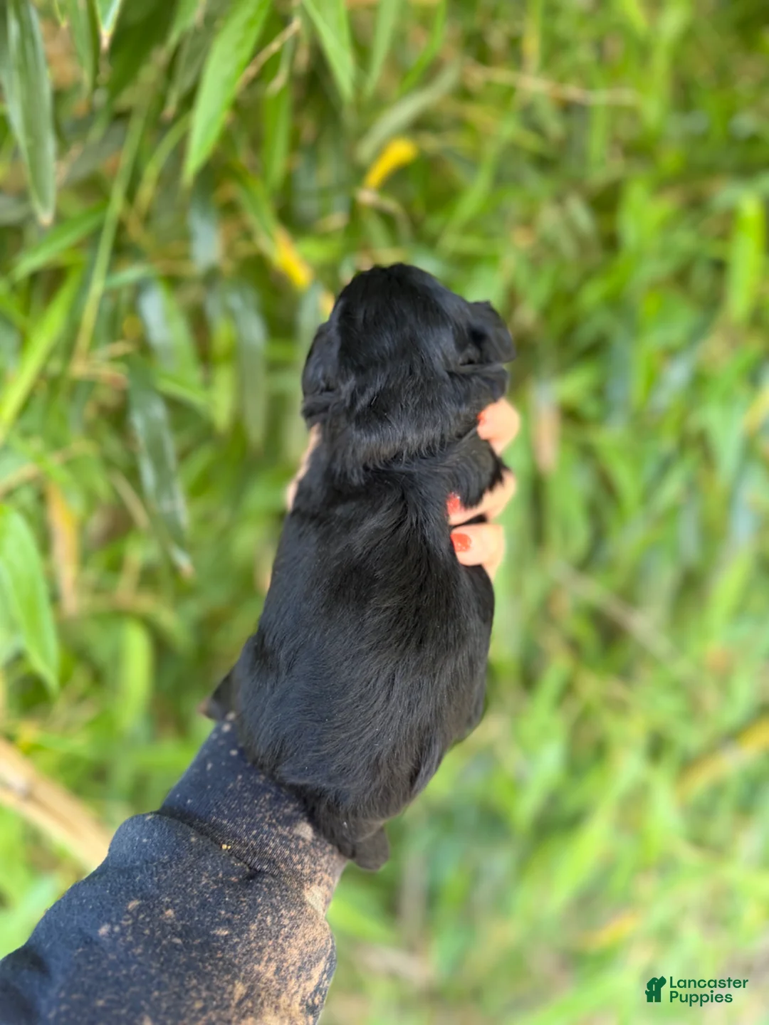 Mixed Breed dogs for sale: F1 toy Aussiedoodle Puppy 2 - Ad 2