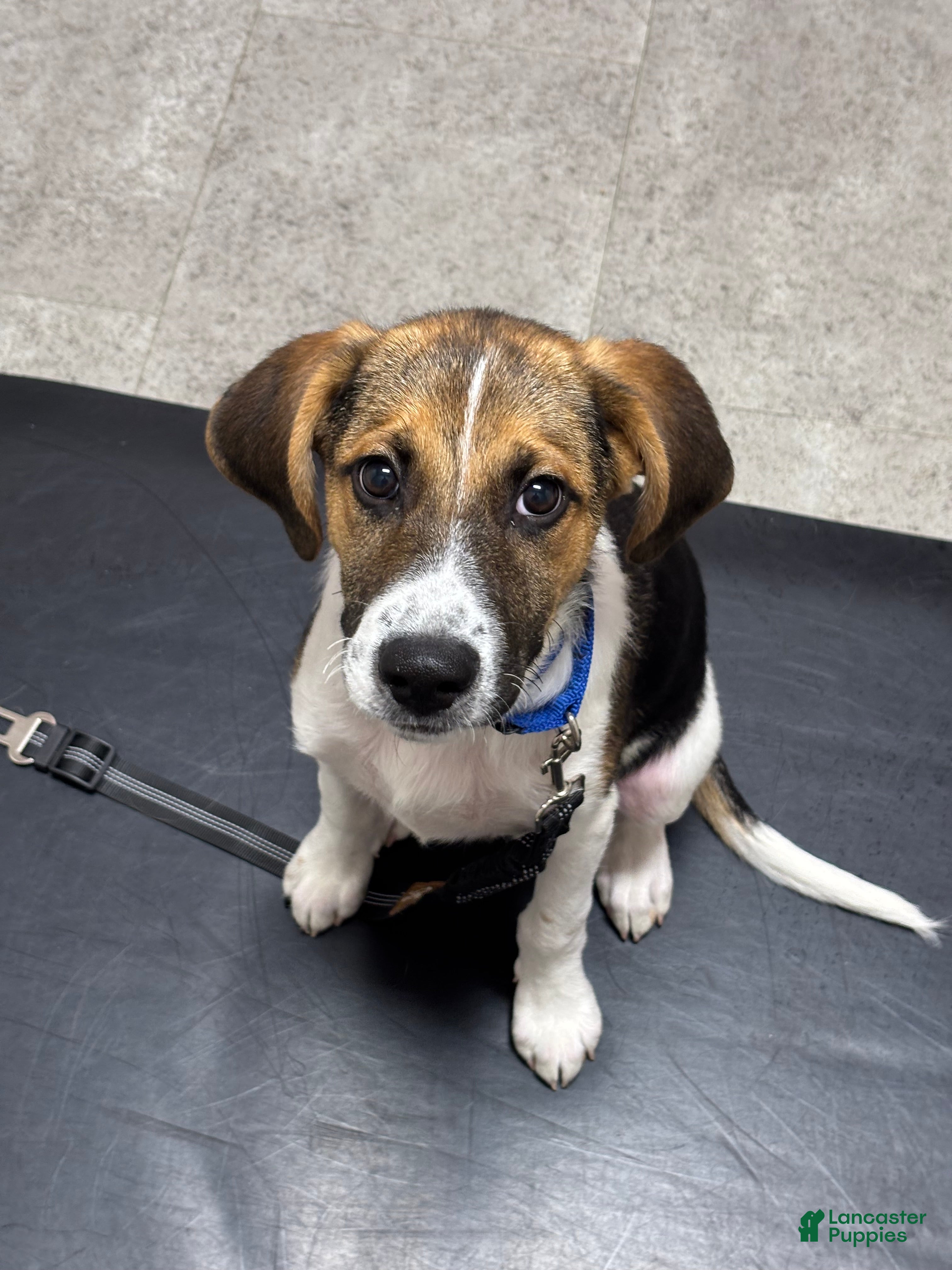 Mixed Breed dogs Teddy - Ad 1