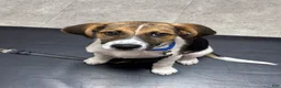 Mixed Breed dogs for sale: Teddy - Ad 1