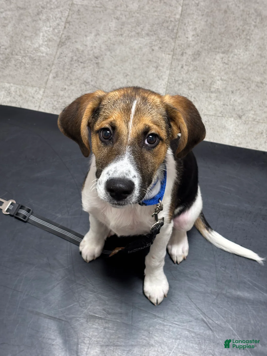 Mixed Breed dogs for sale: Teddy - Ad 1