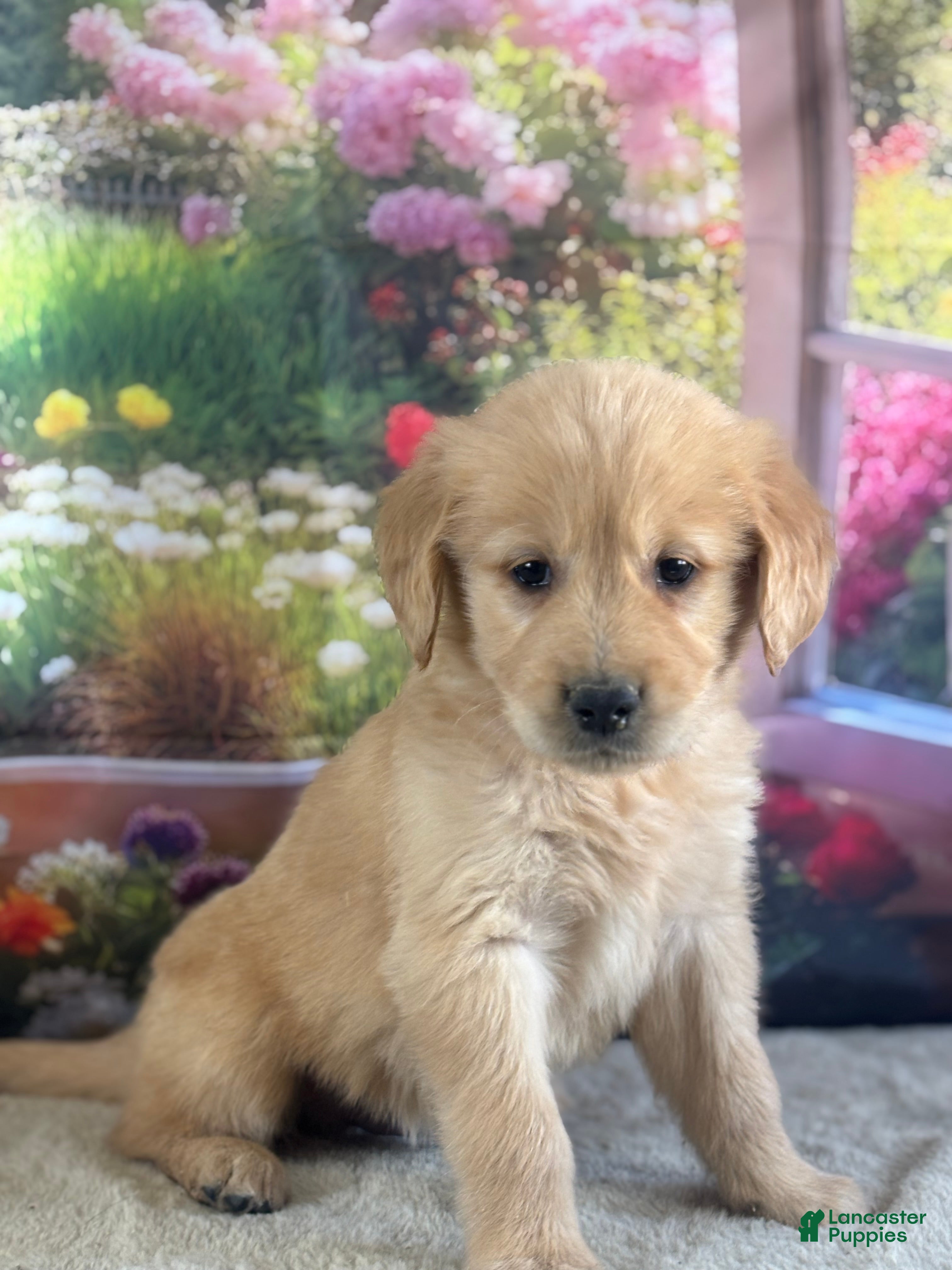 Golden Retriever dogs  Penn - Ad 2