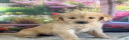 Golden Retriever dogs for sale:  Penn - Ad 2