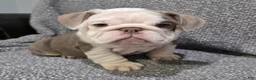 English Bulldog dogs for sale: Brewster - Ad 5