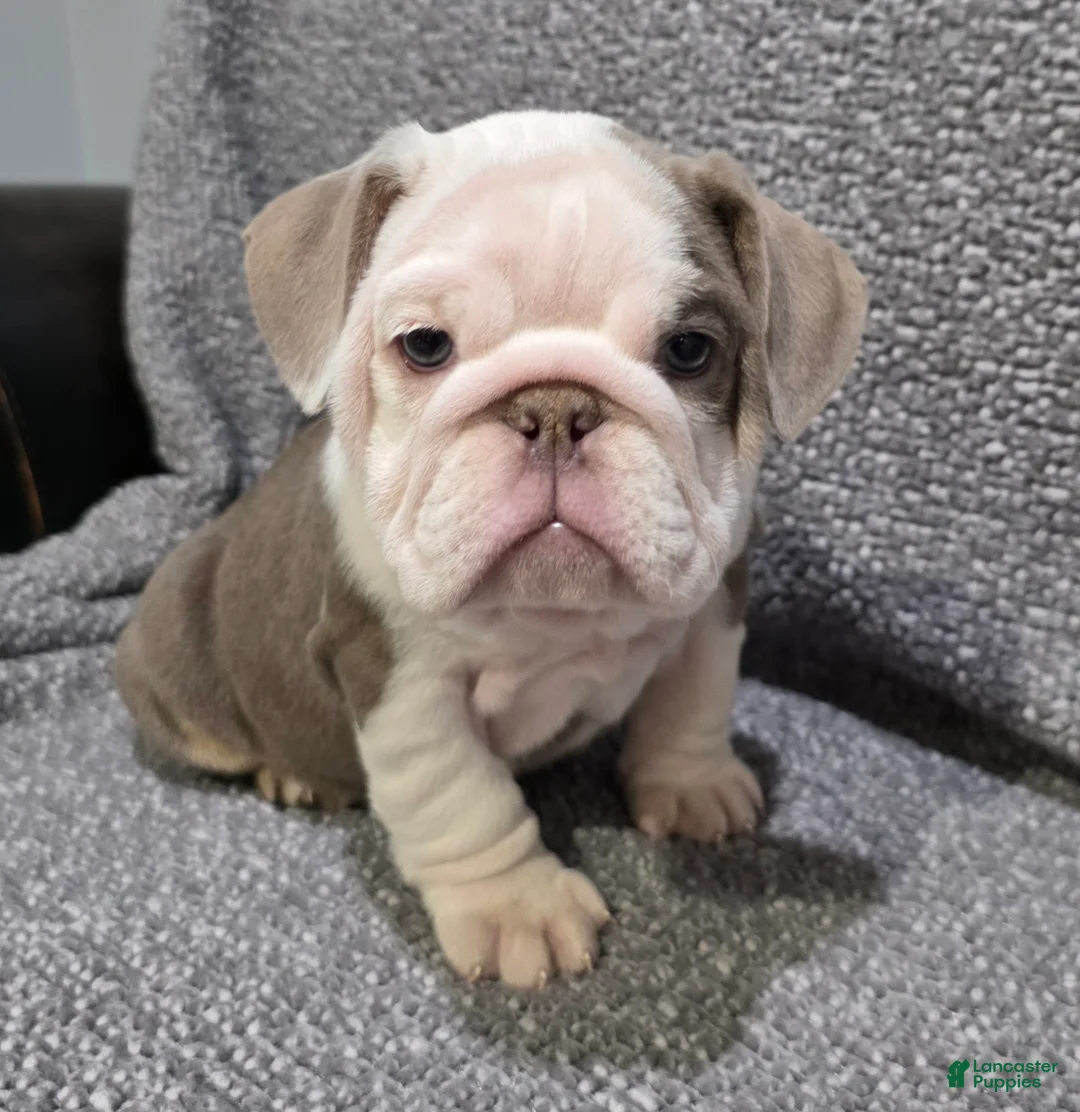 English Bulldog dogs for sale: Brewster - Ad 5