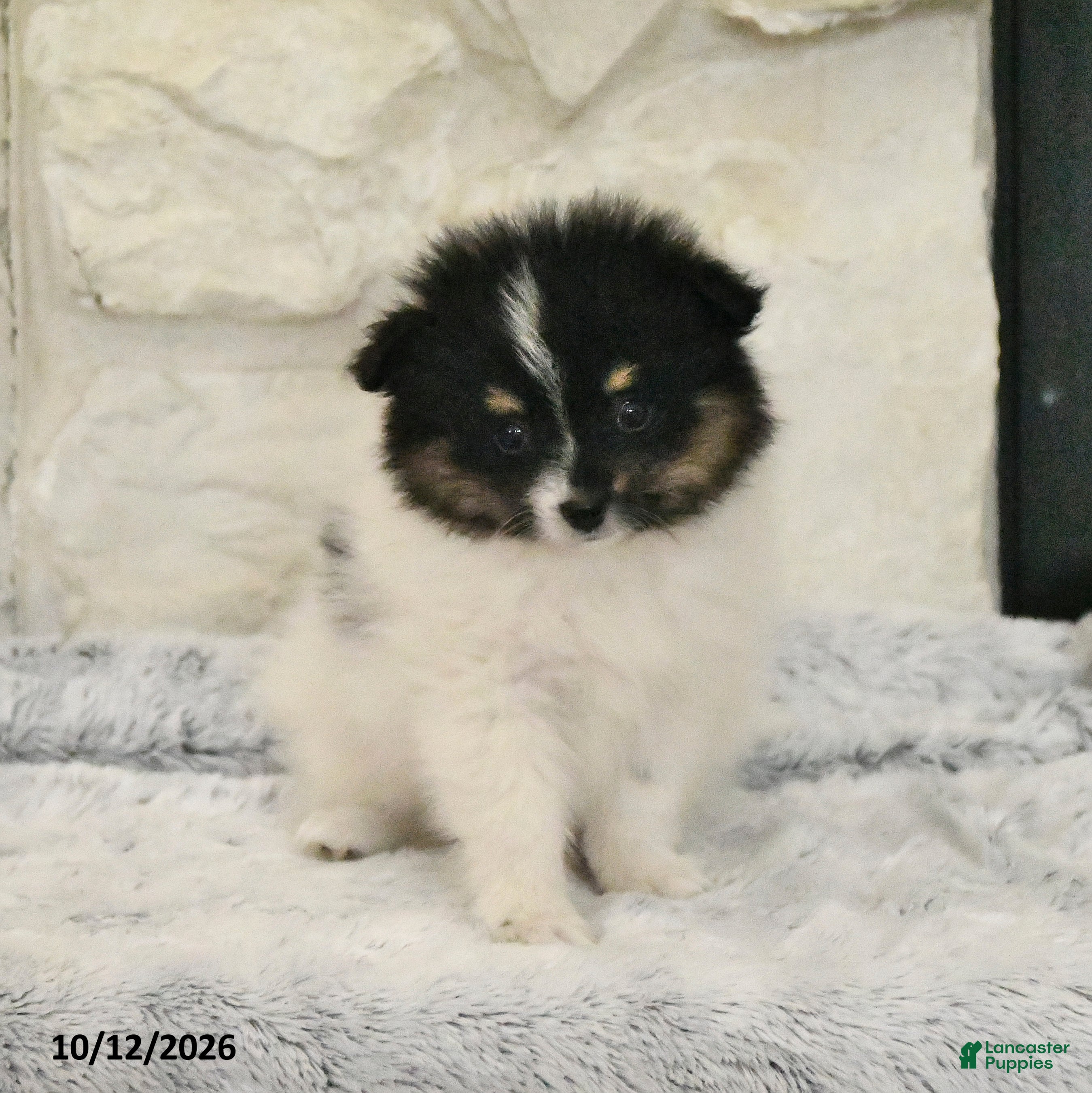 Pomeranian dogs Liam - Ad 2
