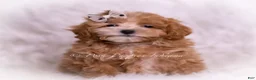 Maltipoo dogs for sale: Tommie - Ad 2