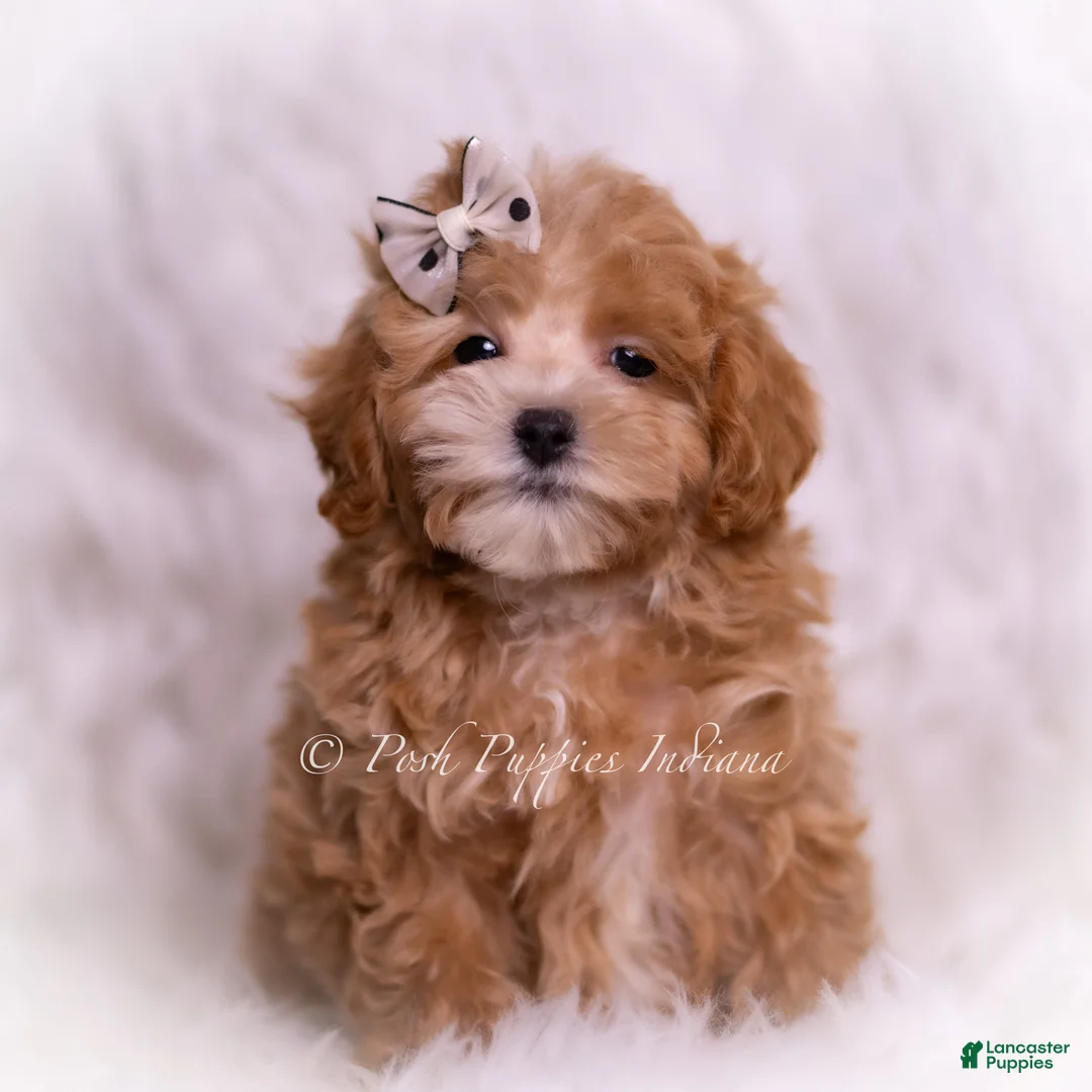 Maltipoo dogs for sale: Tommie - Ad 2
