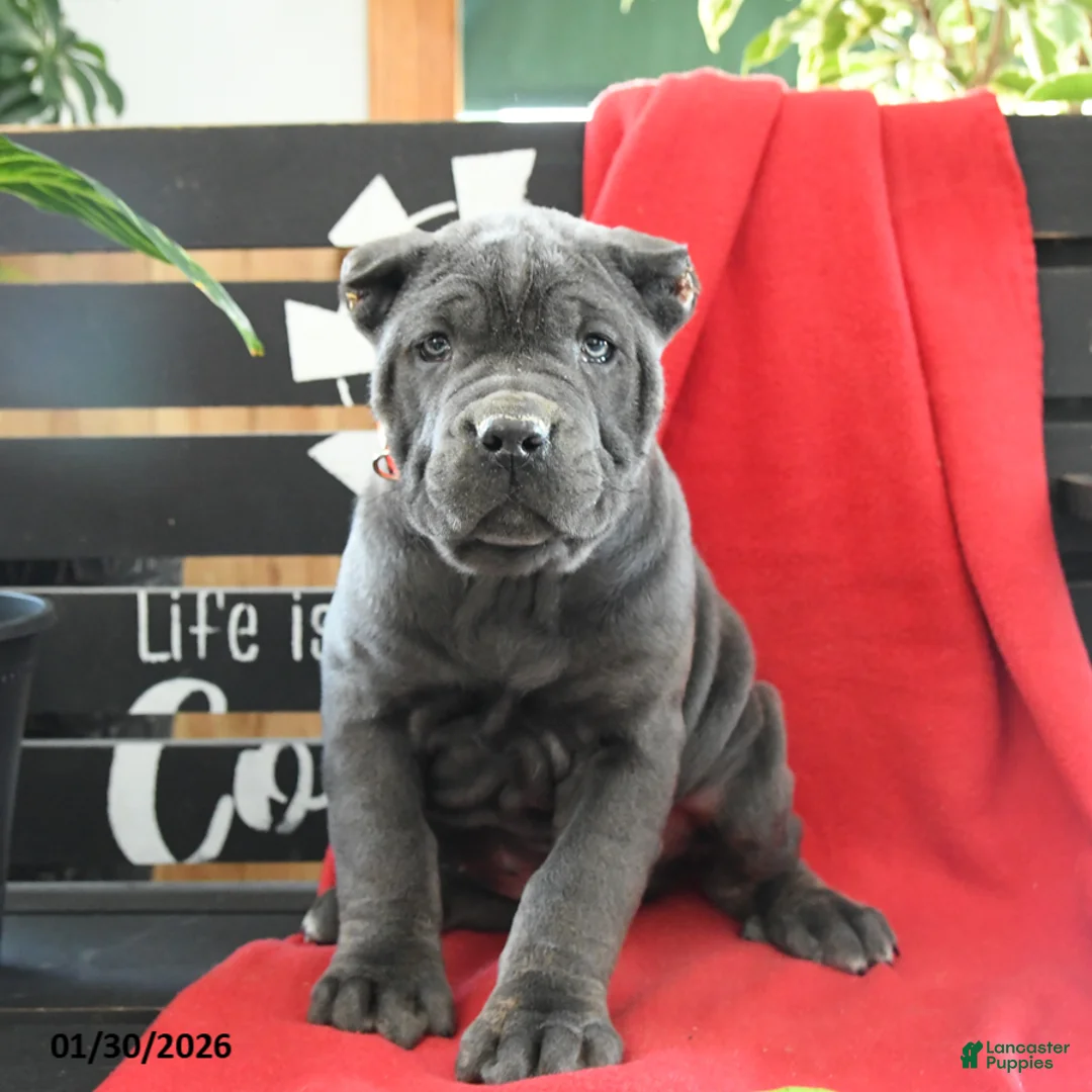Cane Corso dogs for sale: Gia - Ad 3
