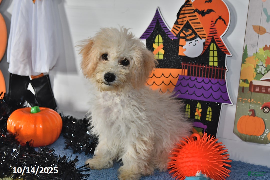 Bichpoo dogs for sale: Cinderella - Ad 6