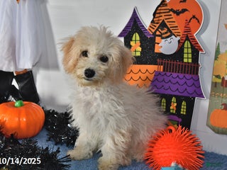 Bichpoo dogs - Ad 22