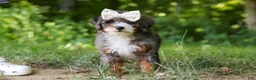 Mini Bernedoodle dogs for sale: Poppy - Ad 8