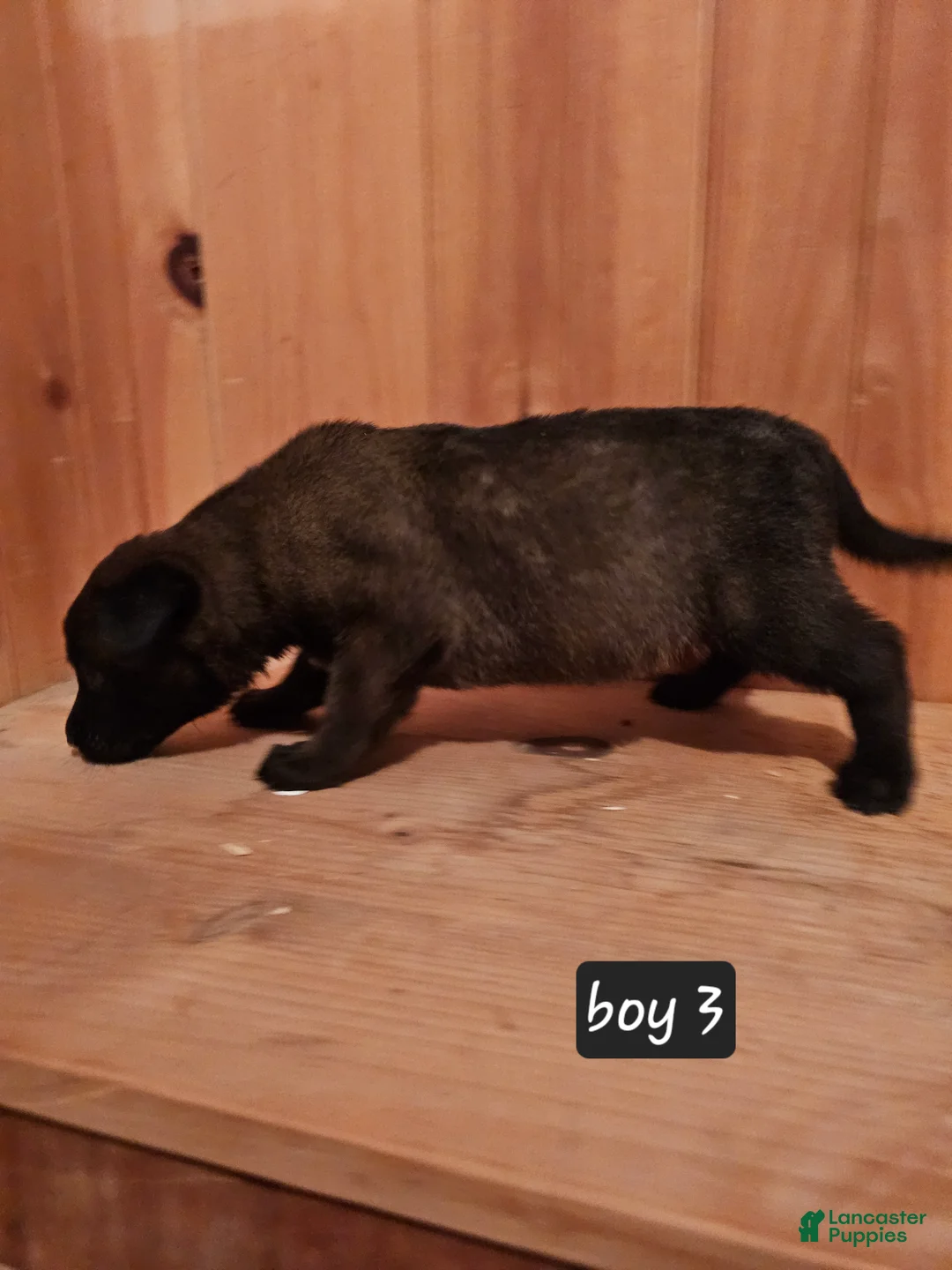 Belgian Malinois dogs for sale: Belgian Malinois Puppy 3 - Ad 6