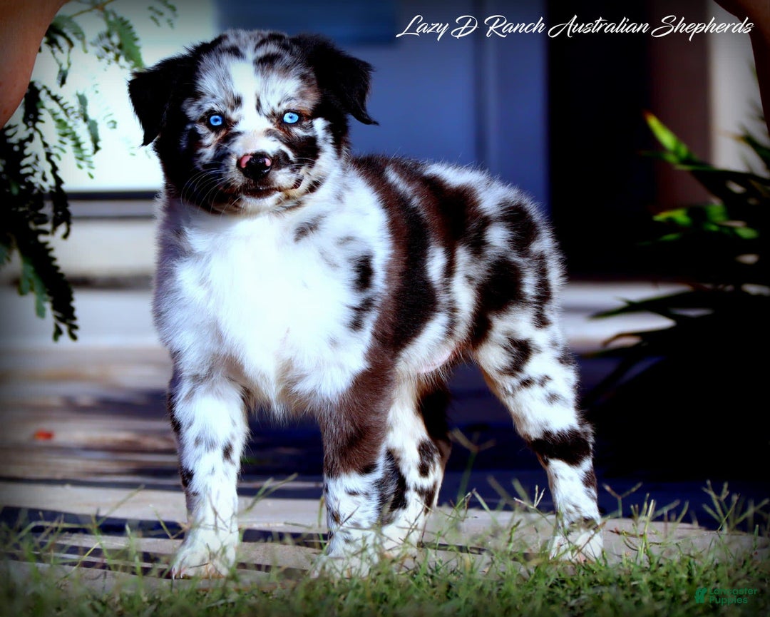 Gallery Image {{count}}