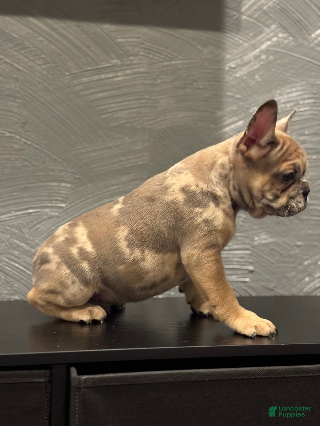 French Bulldog dogs for sale: French Bulldog Puppy 1 - Ad 3
