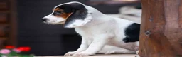 Beagle dogs for sale: Dolly💗 - Ad 11