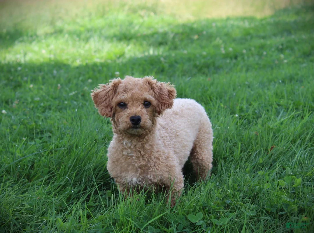 Bichpoo dogs for sale: Niagara - Ad 8