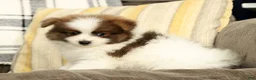 Pomeranian dogs for sale: Max - Ad 4