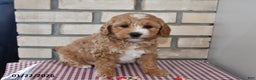 Bichpoo dogs for sale: Candy - Ad 4