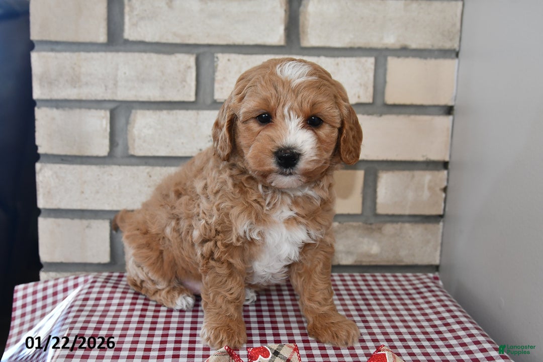 Bichpoo dogs for sale: Candy - Ad 4