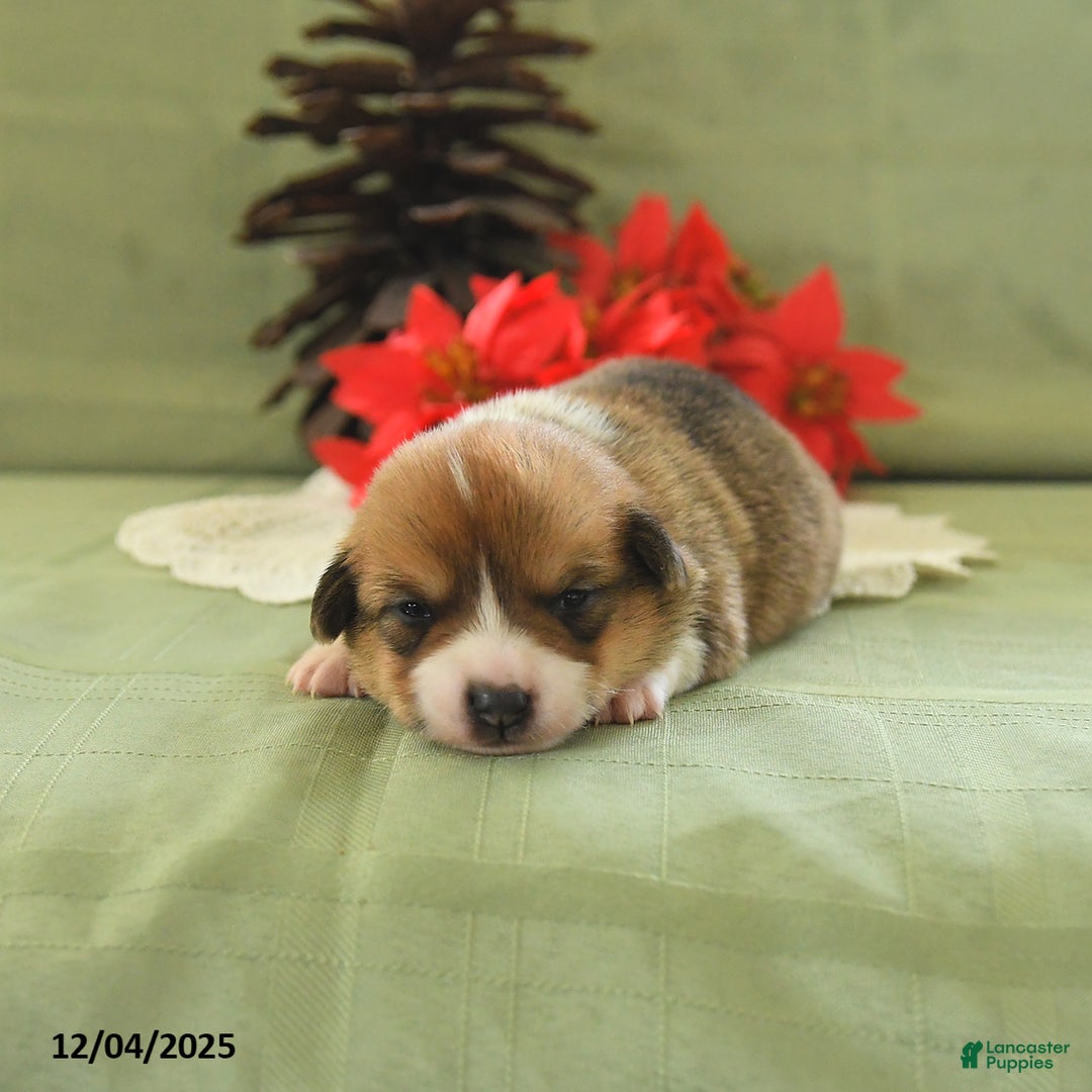 Welsh Corgi Pembroke dogs for sale: Pete - Ad 3
