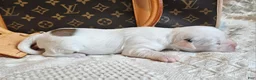 Mixed Breed dogs for sale: Spot - Ad 10