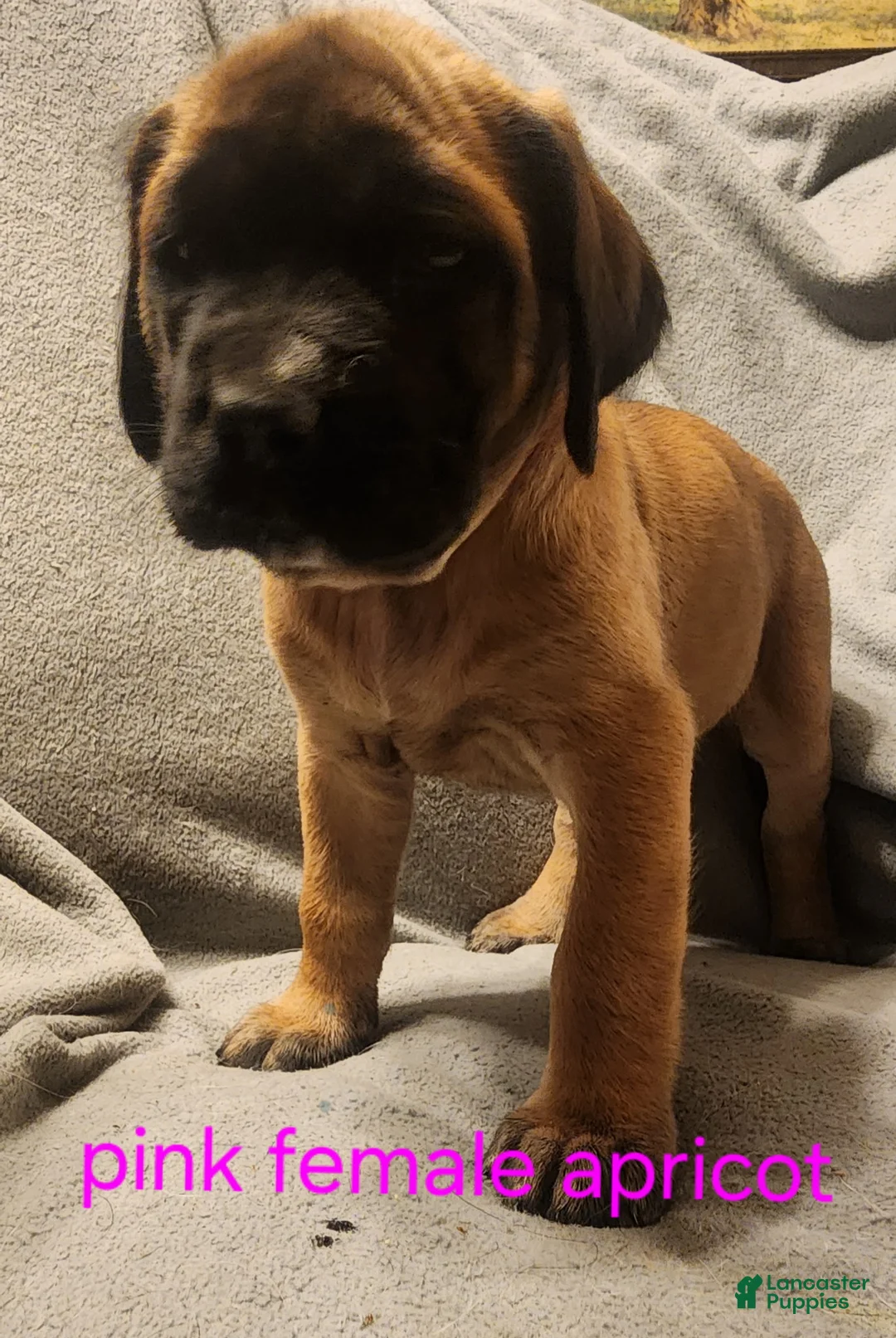 English Mastiff dogs for sale: English Mastiff Puppy 2 - Ad 2