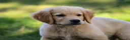 Golden Retriever dogs for sale: Ashton AKC Golden Retriever Pup - Ad 3