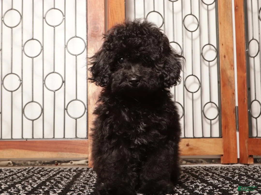Yorkiepoo dogs for sale: Dorthy - Ad 2
