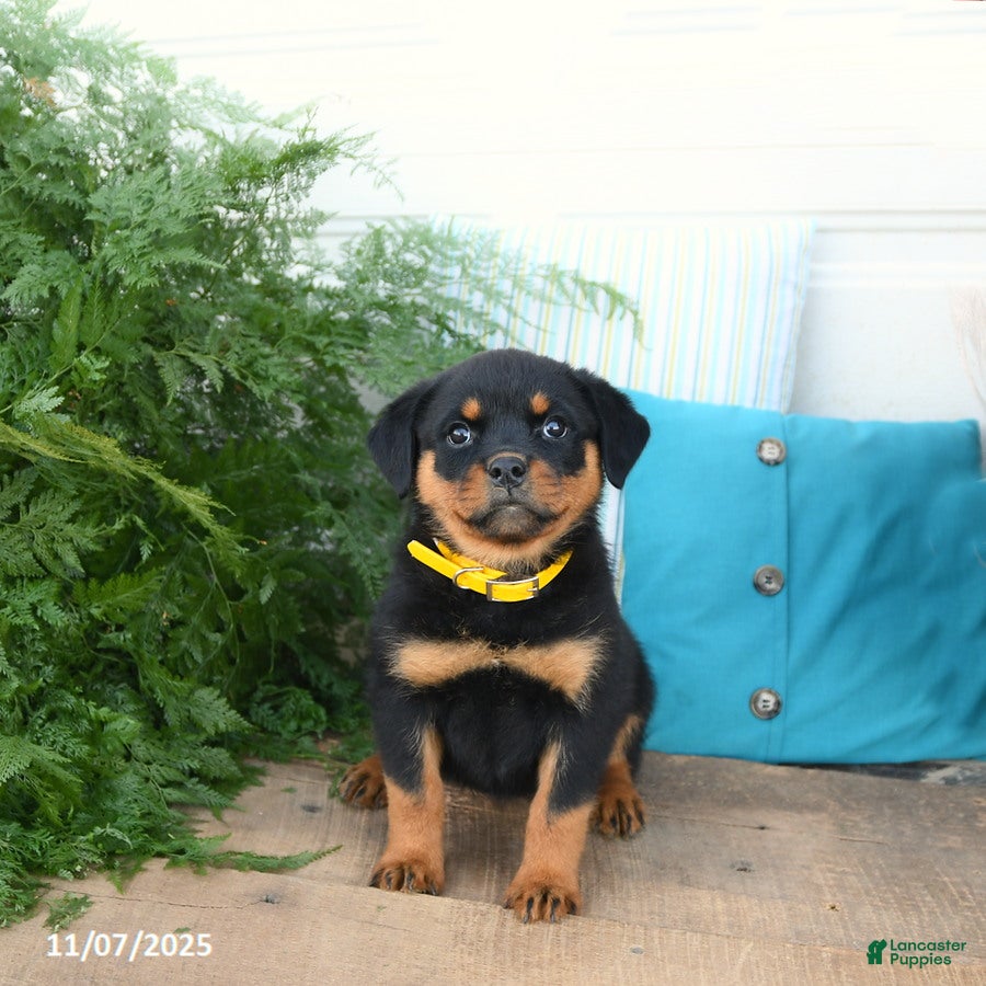 Rottweiler dogs Addie - Ad 2