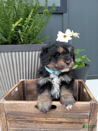 Gallery Image {{count}}