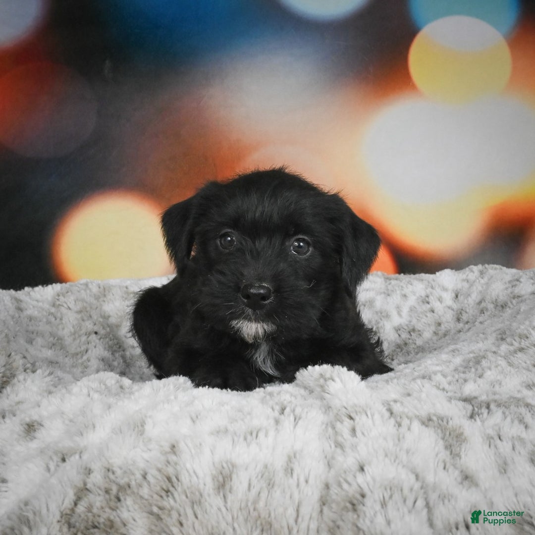 Mixed Breed dogs for sale: Randy - Ad 2