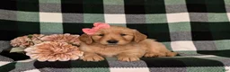 Golden Retriever dogs for sale: Nadia AKC Registered - Ad 5