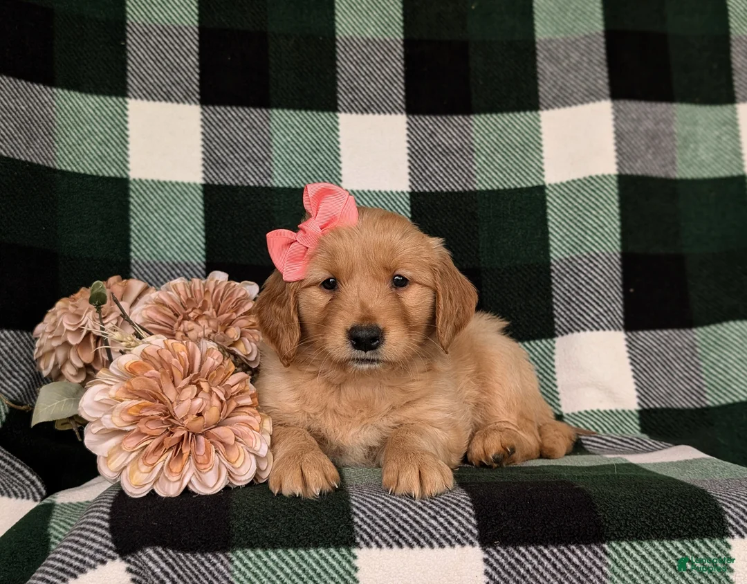Golden Retriever dogs for sale: Nadia AKC Registered - Ad 5