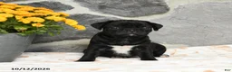 Pug dogs for sale: Biscuit - Ad 1