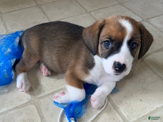 Mixed Breed dogs Beans - Ad 37