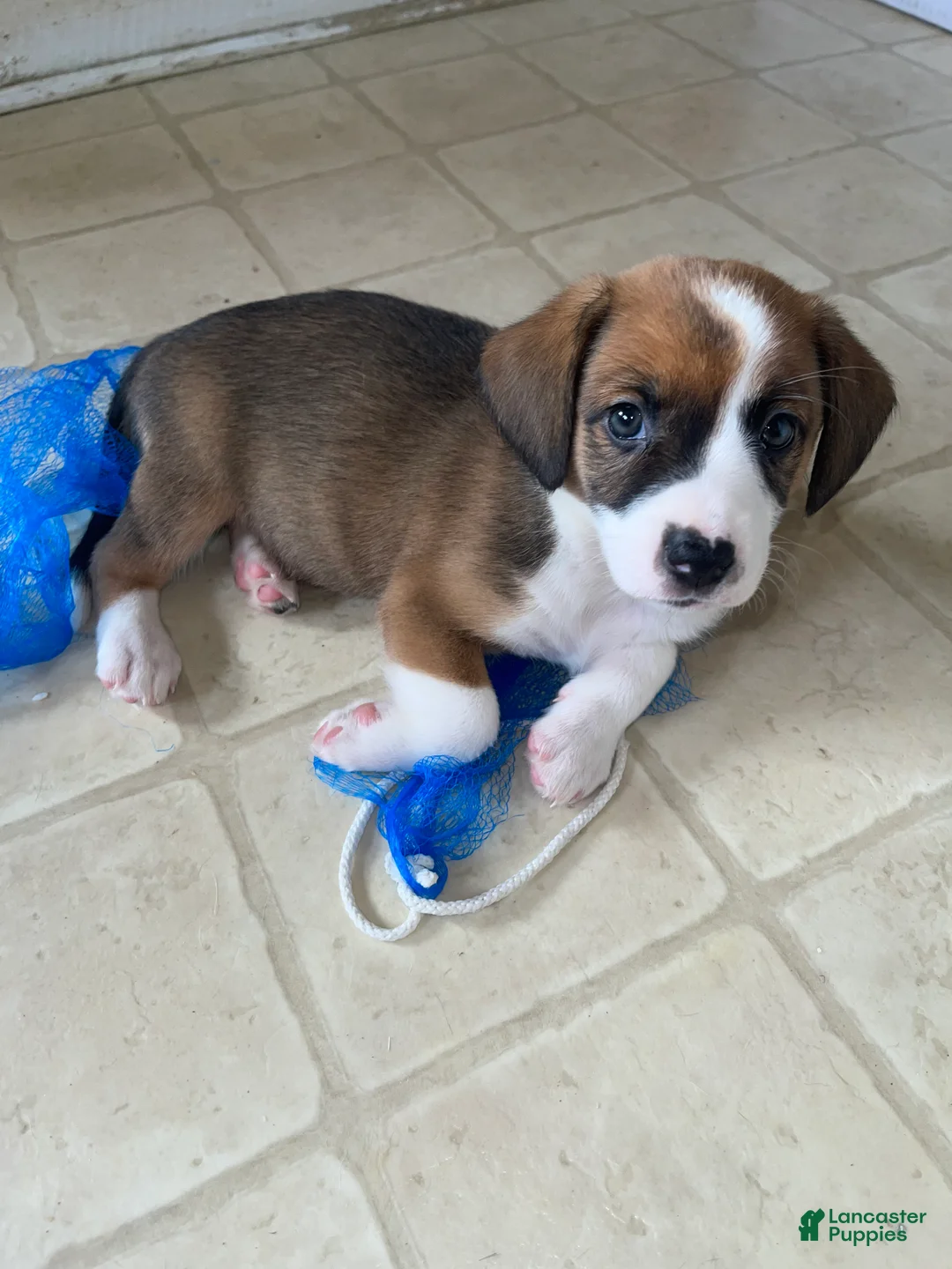 Mixed Breed dogs for sale: Beans - Ad 1